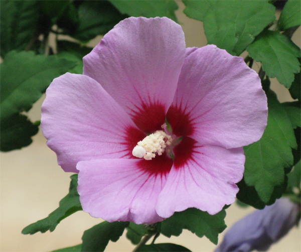 Hibiscus (Image ID:1-251)