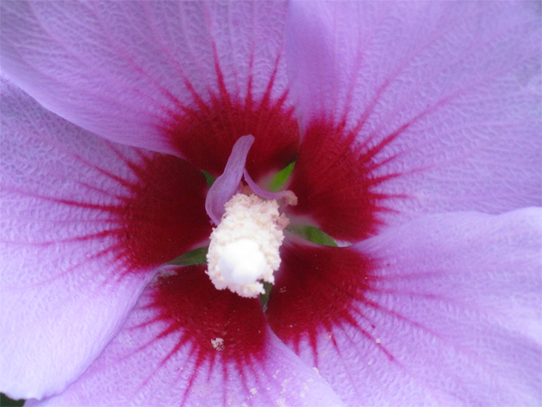 Hibiscus (Image ID:1-257)