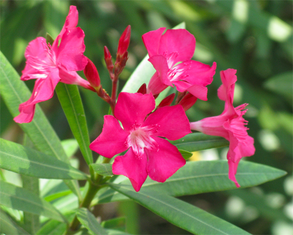 Indian Oleander (Image ID:1-416)