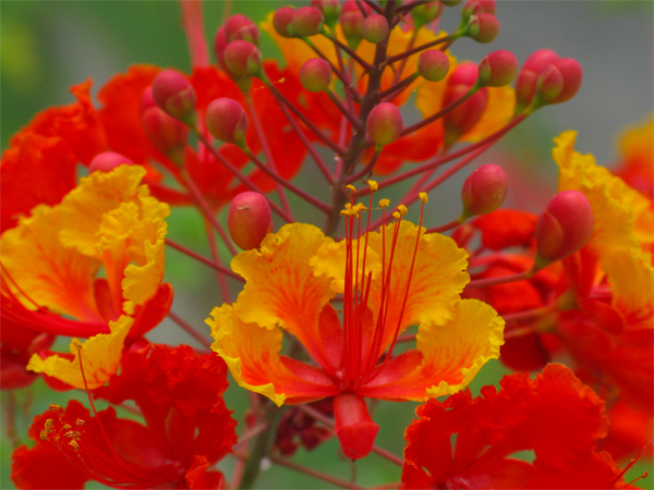 Peacock flower (Image ID:1-407)