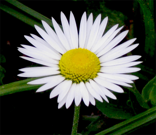 Prairie Fleabane (Image ID:1-121)