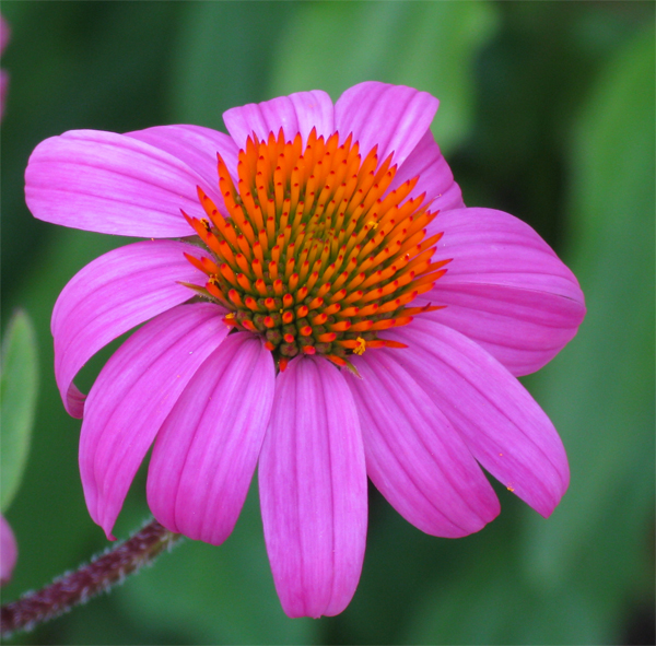 Purple Coneflower (Image ID:1-301)