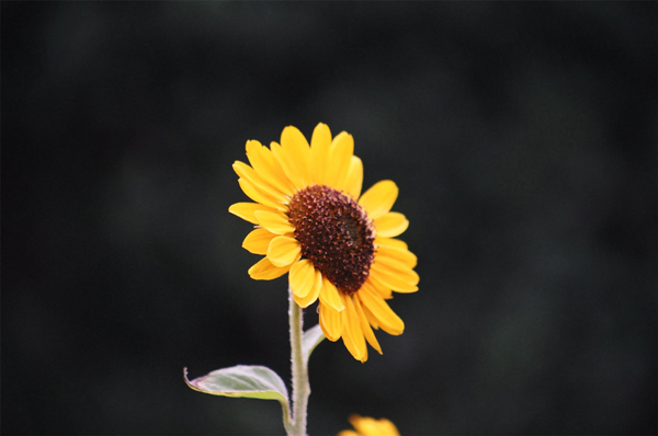 Sunflower (Image ID:1-126)