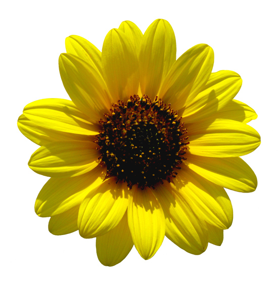 Sunflower (Image ID:1-336)