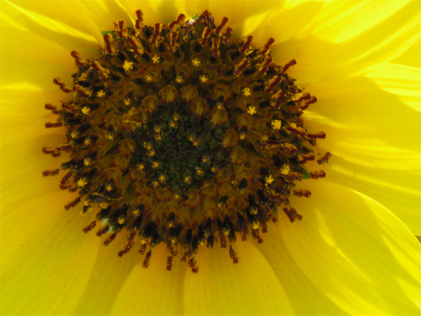 Sunflower (Image ID:1-306)