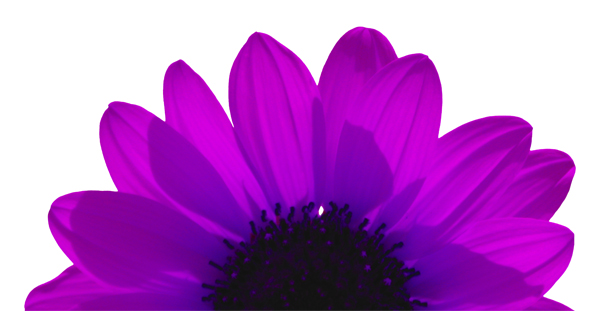 Sunflower (Image ID:1-316)