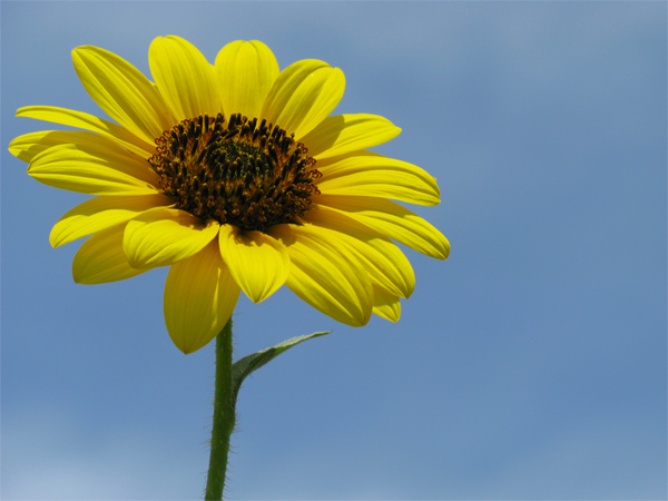 Sunflower (Image ID:1-321)