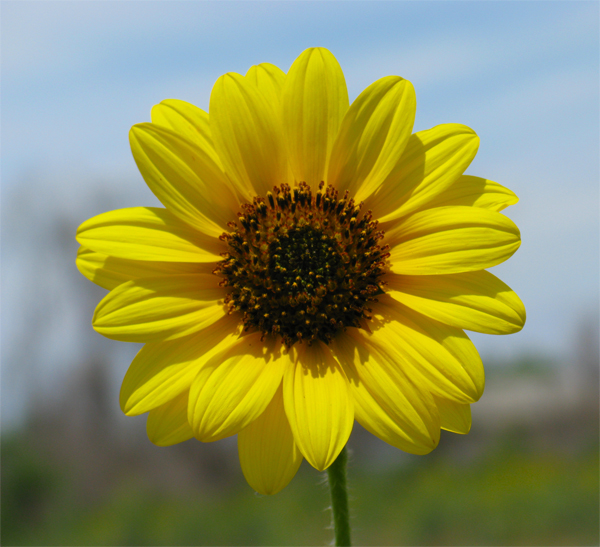 Sunflower (Image ID:1-049)