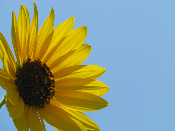 Sunflower (Image ID:1-331)