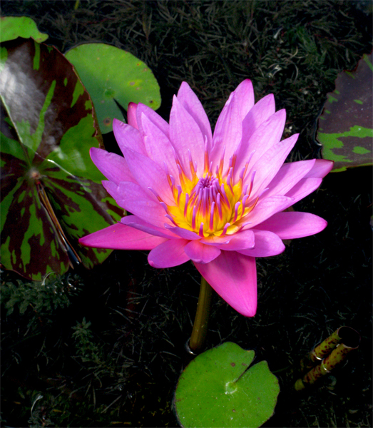 Water Lily (Image ID:1-365)
