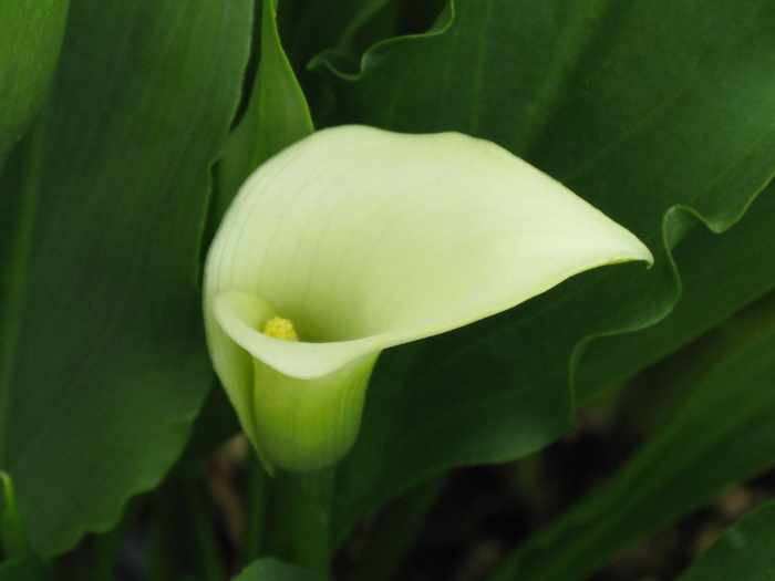 Calla Lily  (Image ID:1-461)