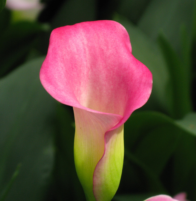 Calla Lily  (Image ID:1-466)
