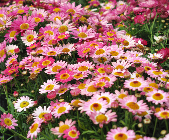 Daisy (Image ID:1-471)