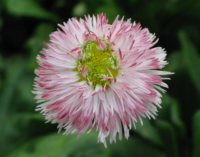 English Daisy (Image ID:1-476)