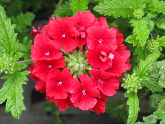Geranium (Image ID:1-481)