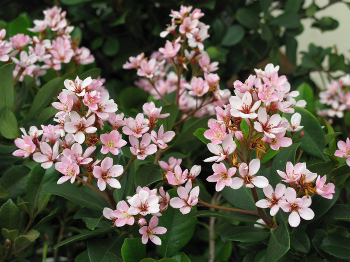 Pink Indian Hawthorn (Image ID:1-546)
