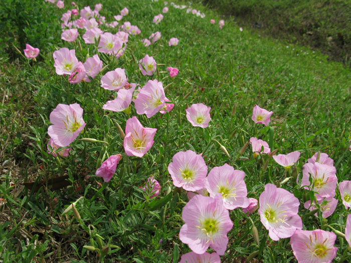 Primrose (Image ID:1-551)