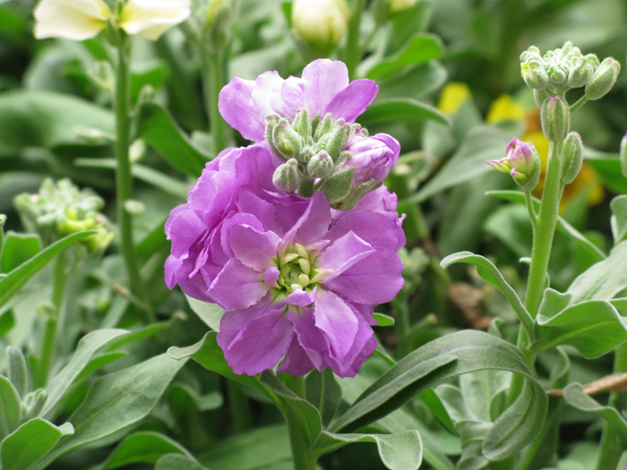 Stock (Image ID:1-556)