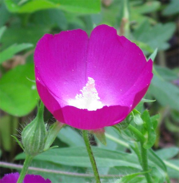 Wine cup (Image ID:1-366)