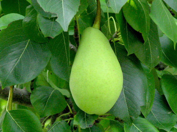 Pear (Image ID:44-051)