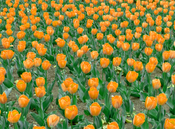 Orange Tulips (Image ID:4-180)
