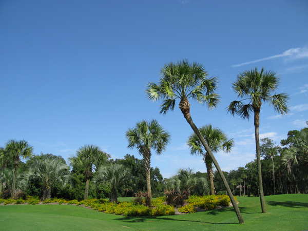 Hilton Head Island (Image ID: 71-031)