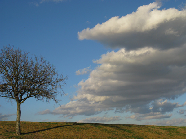 Nature (Image ID: 73-021)