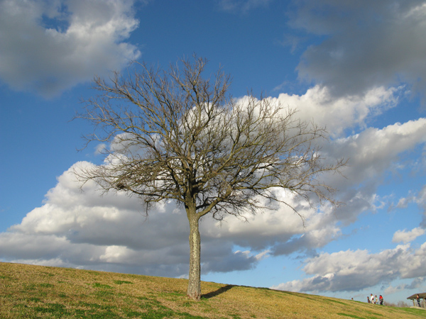 Nature (Image ID: 73-026)