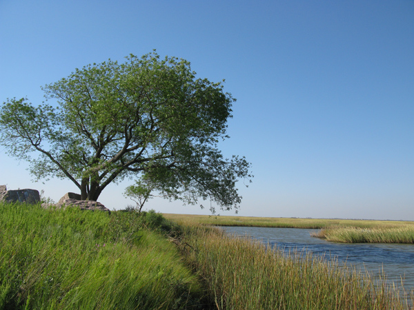 Nature (Image ID: 73-036)