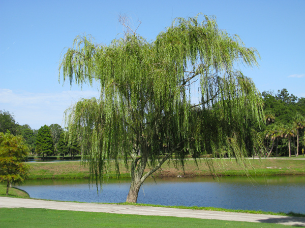 Nature (Image ID: 73-046)