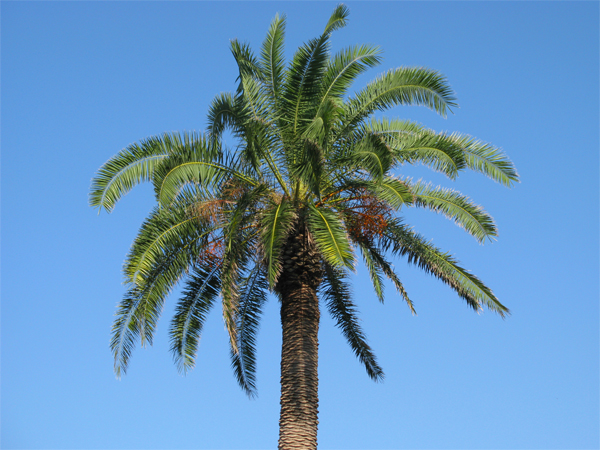 Canary Island Date Palm (Image ID:36-026)