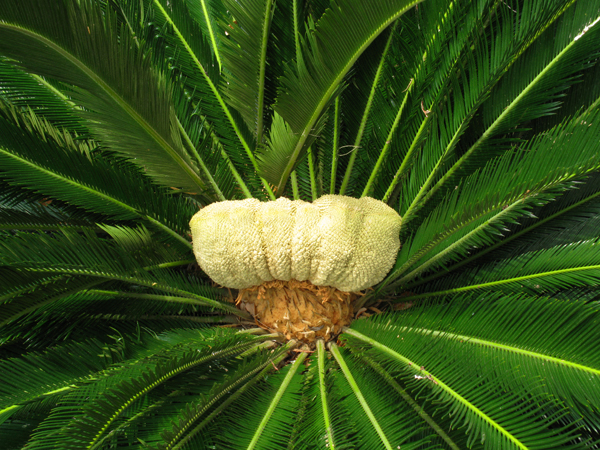 Cycad Cone (Image ID:36-036)