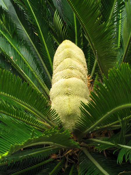 Cycad Cone (Image ID:36-041)