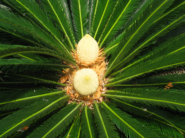 Cycad Cone (Image ID:36-046)
