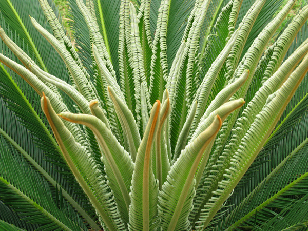 Cycas (Image ID:36-051)