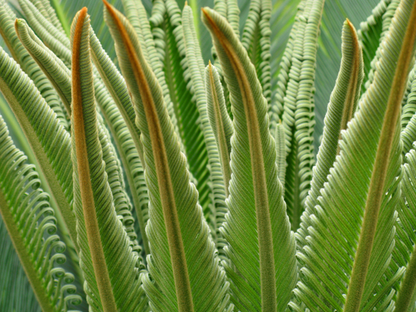 Cycas (Image ID:36-056)