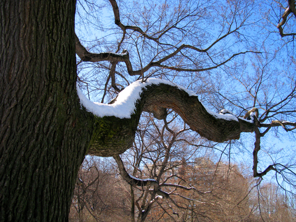 Tree Branch (Image ID:36-141)