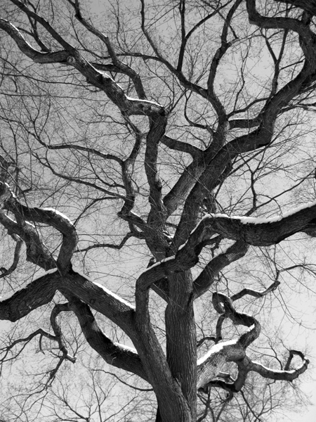 Tree  (Image ID:36-146)
