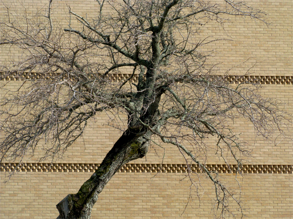 Tree (Image ID:36-156)