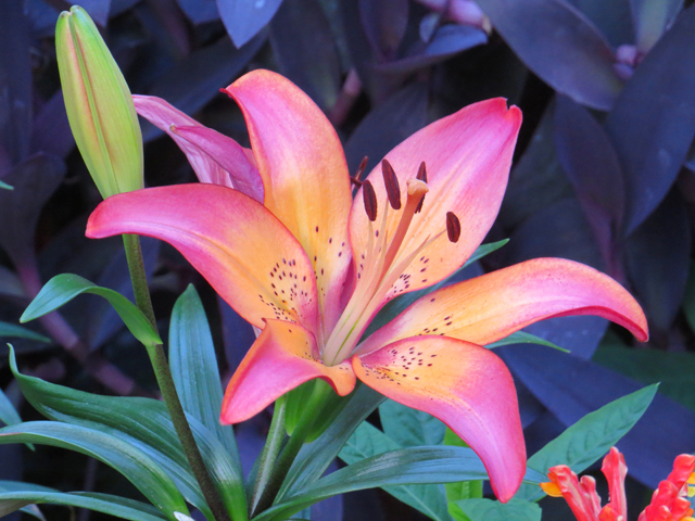 Lily Spring Season-1 (Image ID: 83-021)
