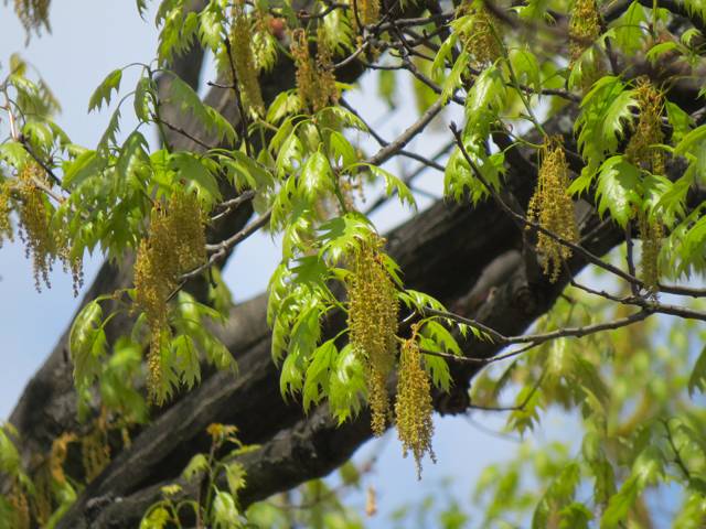 Oak Spring Season-2 (Image ID: 83-026)