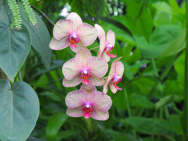 Oak Spring Season-1 (Image ID: 83-031)