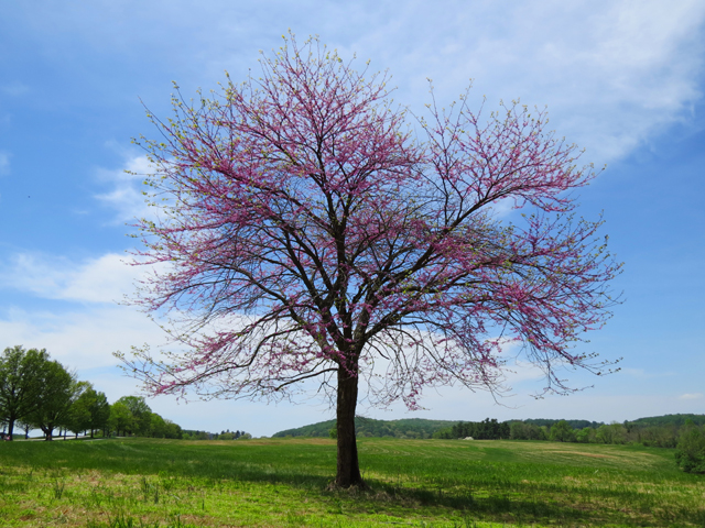 Redbud Tree Spring Season-3 (Image ID: 83-036)