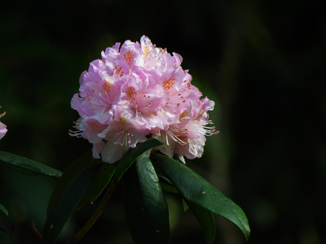 Rhododendron Spring Season-1 (Image ID: 83-041)