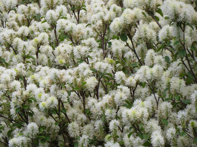 Spring Season-101 (Image ID: 83-046)