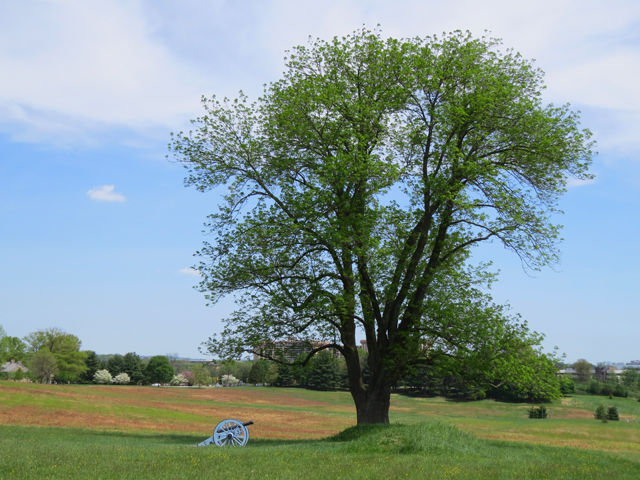Spring Season-104 (Image ID: 83-051)