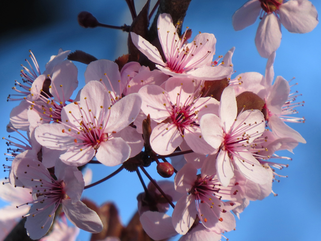 Spring Season-107 (Image ID: 83-056)