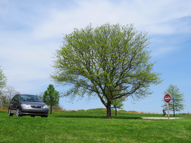 Spring Season-112 (Image ID: 83-061)