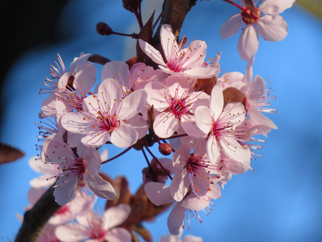 Spring Season-116 (Image ID: 83-066)