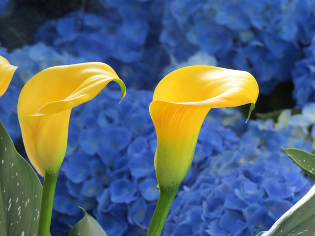 Spring Season-19 (Image ID: 83-076)